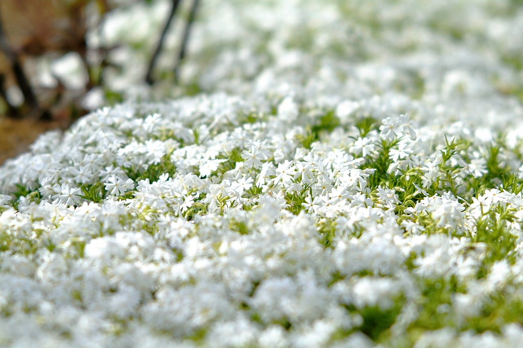 芝桜
