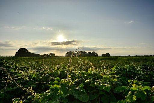 夏草の朝