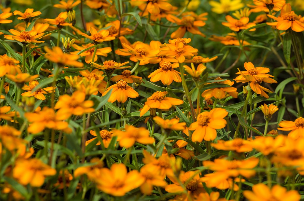 PENTAX-D FA MACRO 100mmF2.8 