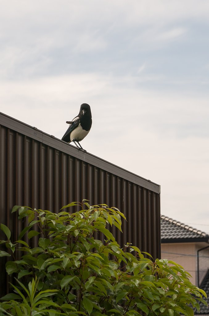鵲
