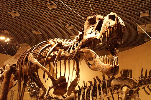 6000万年前の【顔】