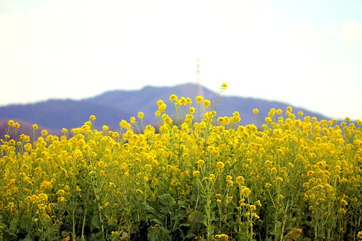 【キラキラ】菜の花