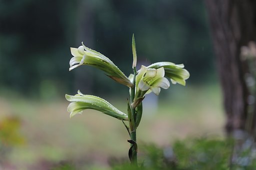 淡緑色の森の精