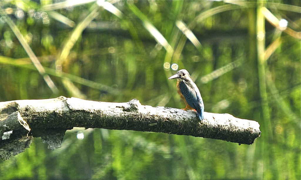 カワセミ