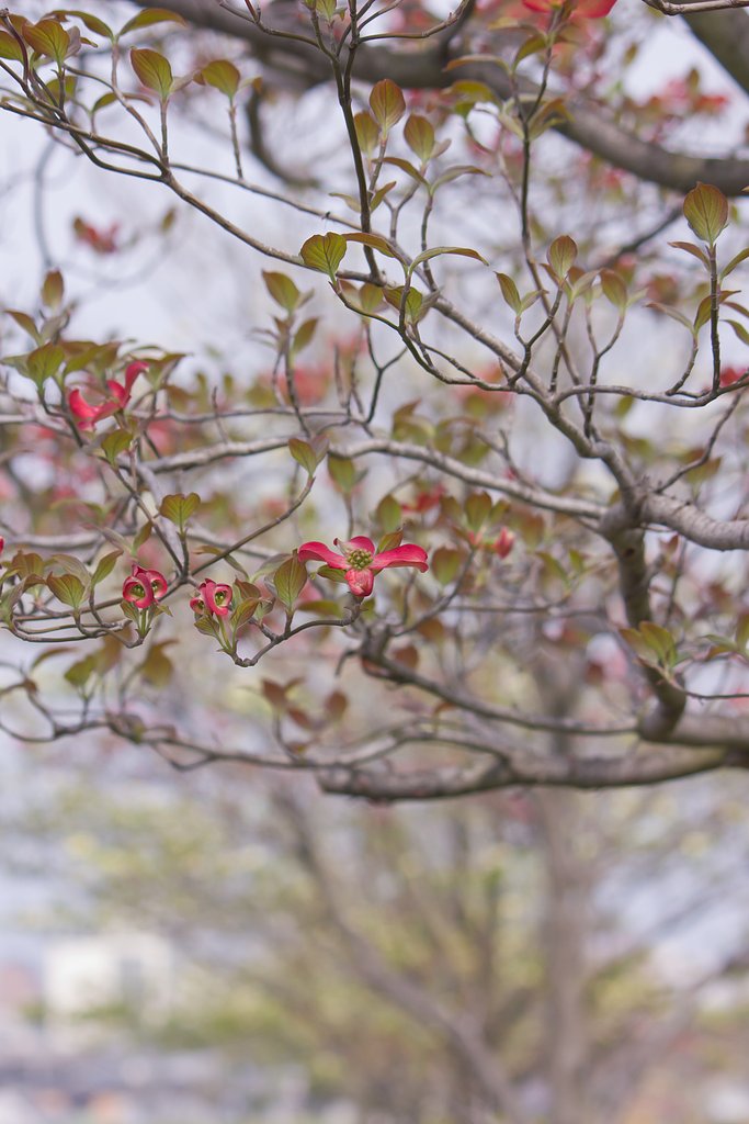 【春夏秋冬】春の日の並木花