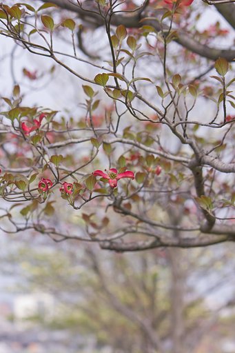 【春夏秋冬】春の日の並木花