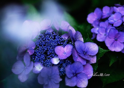 梅雨の華