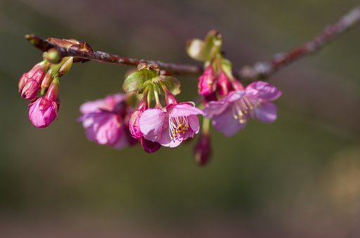 河津桜