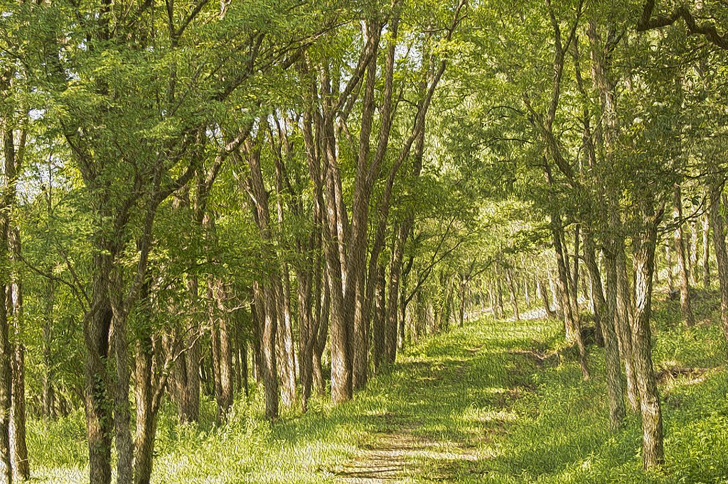 朝の散歩道