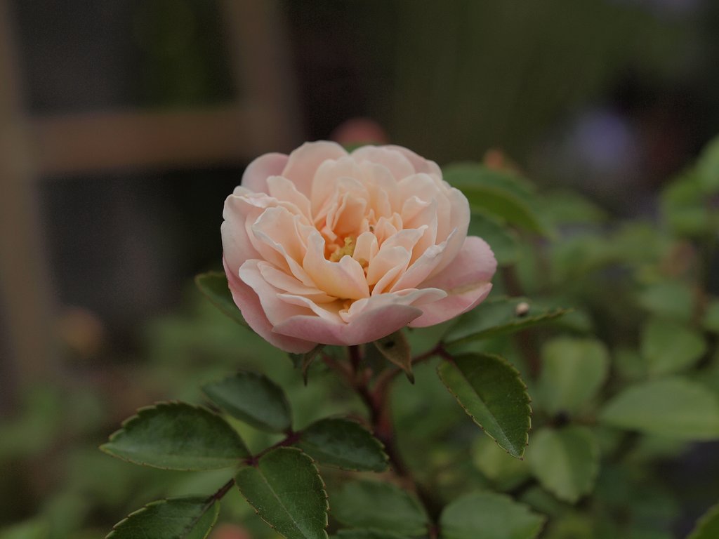 Olympus ZD35mm 1:3.5
