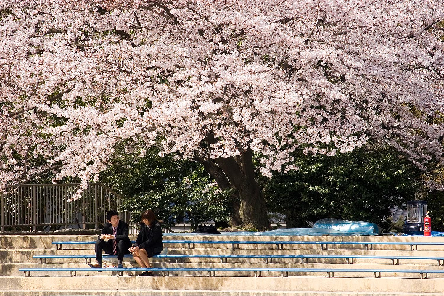 【出】芽生え？
