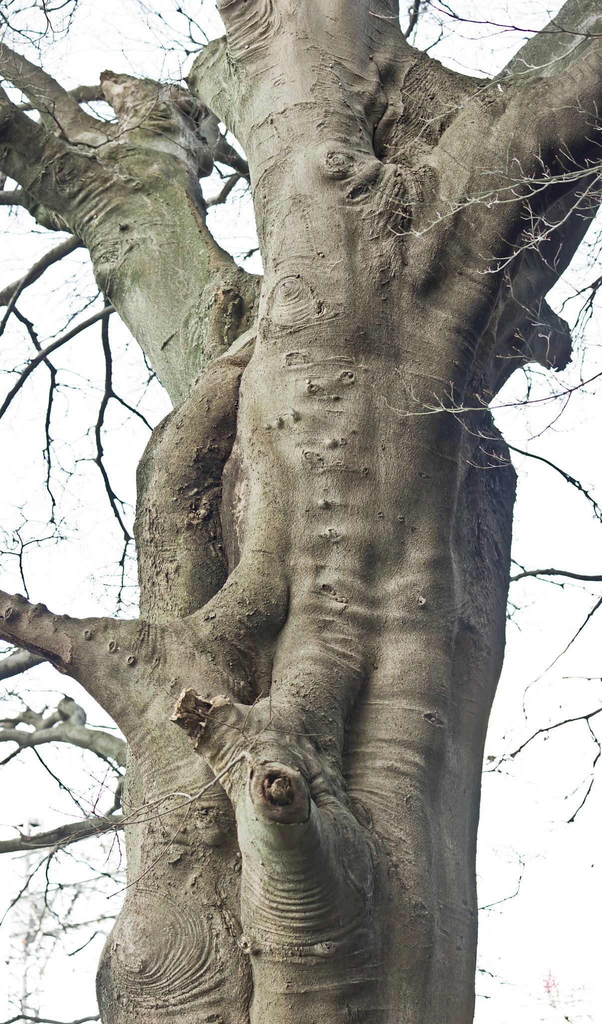 木肌