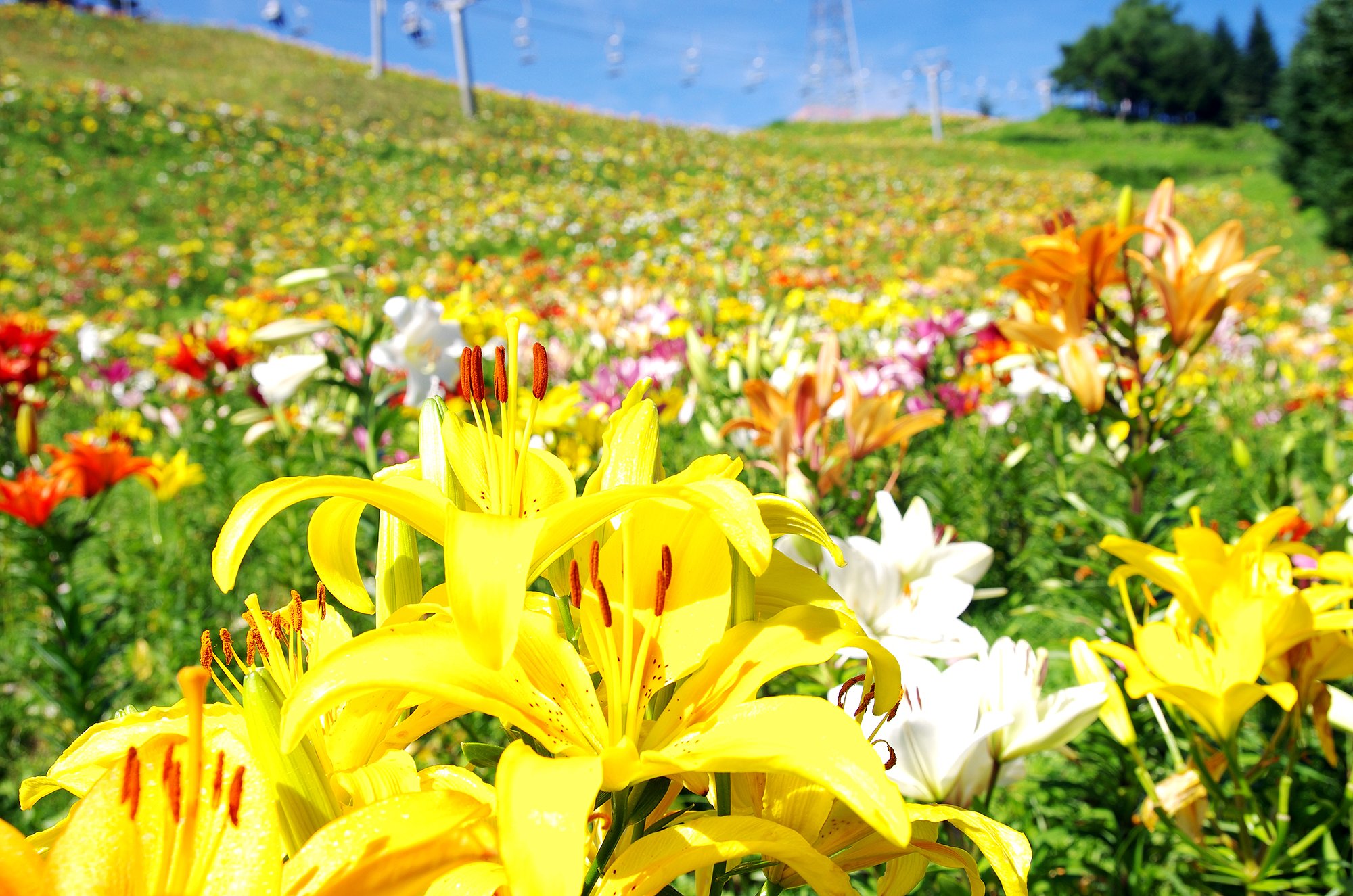 【広がり】　花の楽園