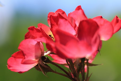 薔薇と蟻