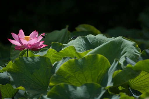 SIGMA APO 50-500mm F4.5-6.3