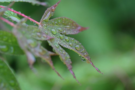モミジの雫