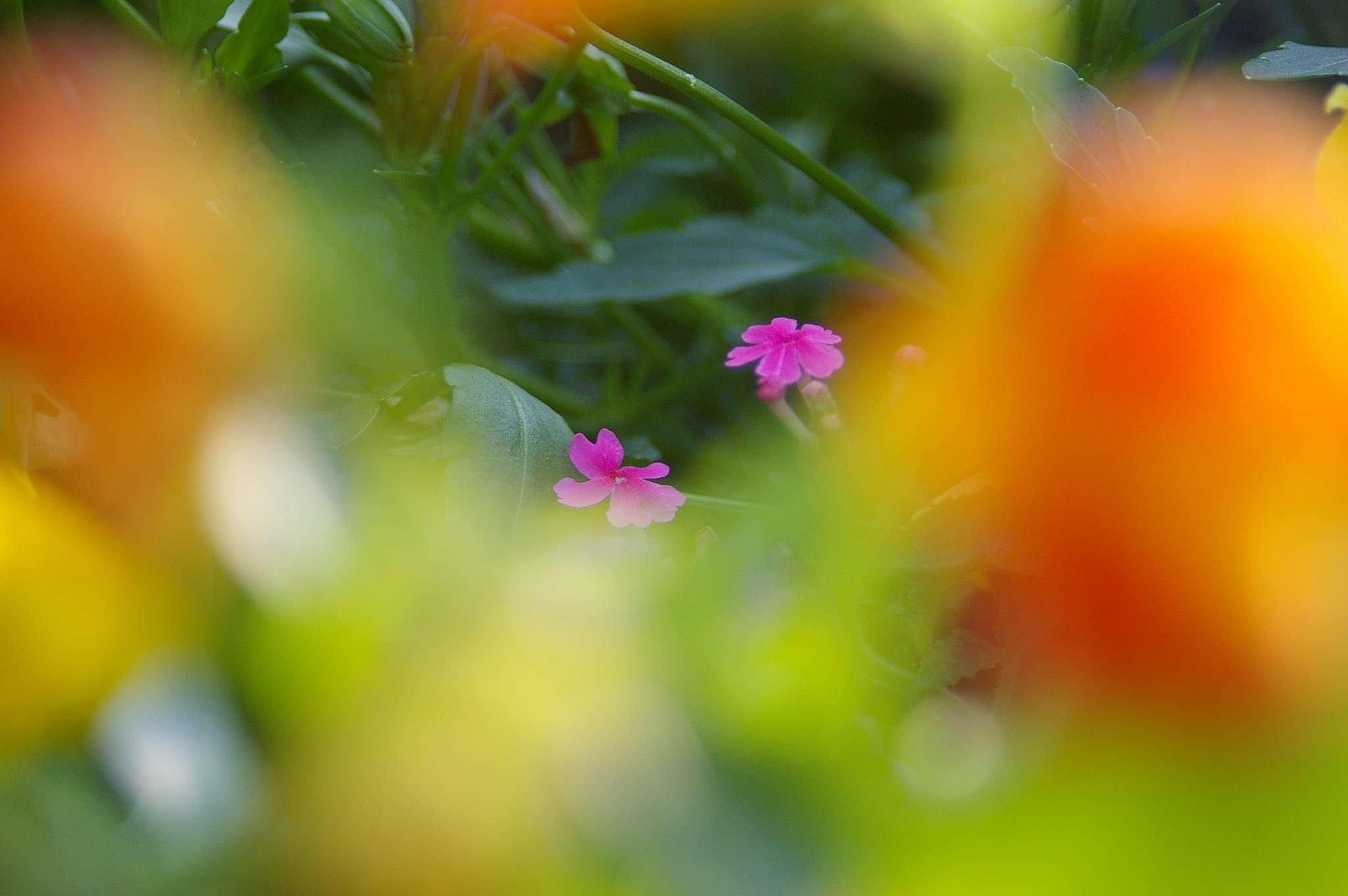 花壇の中