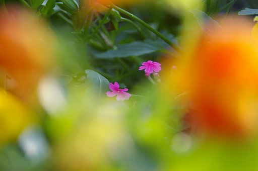 花壇の中