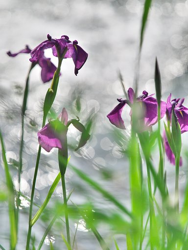 【キラキラ】 菖蒲