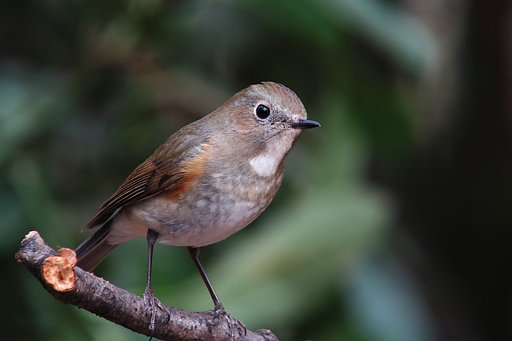 ルリビタキ♀
