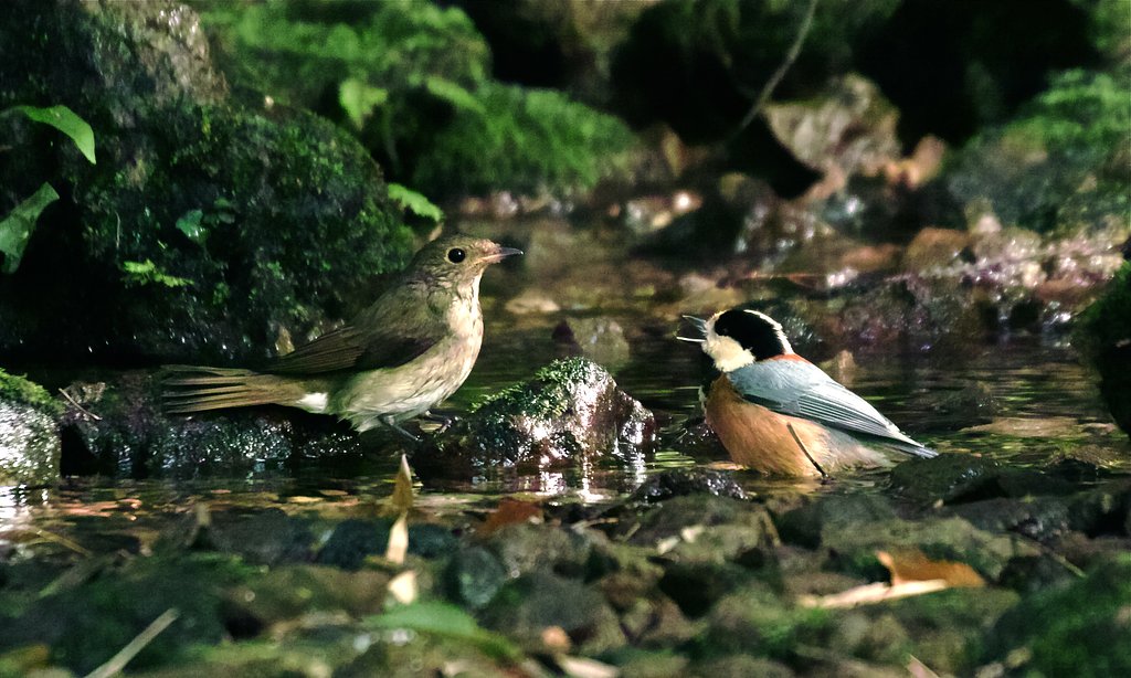 ヤマガラ＆キビタキ♀