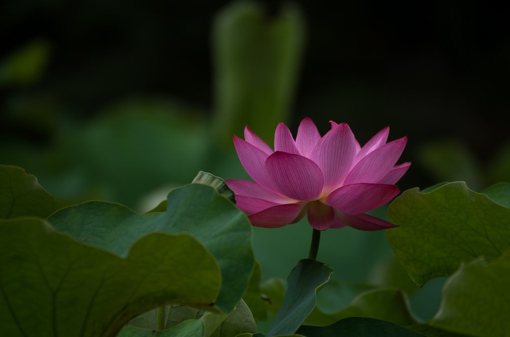 SIGMA APO 50-500mm F4.5-6.3 
