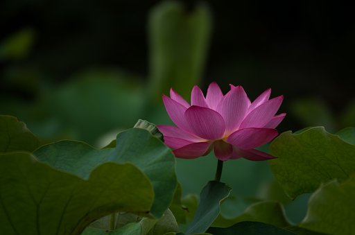 SIGMA APO 50-500mm F4.5-6.3 
