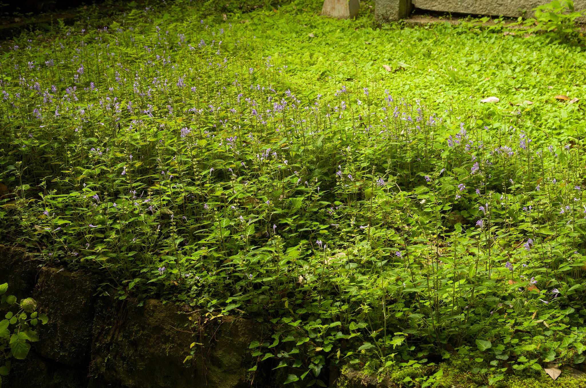 SIGMA 17-70mm F2.8-4 DC MACRO 