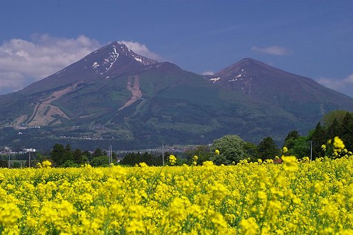 菜の花に磐梯山