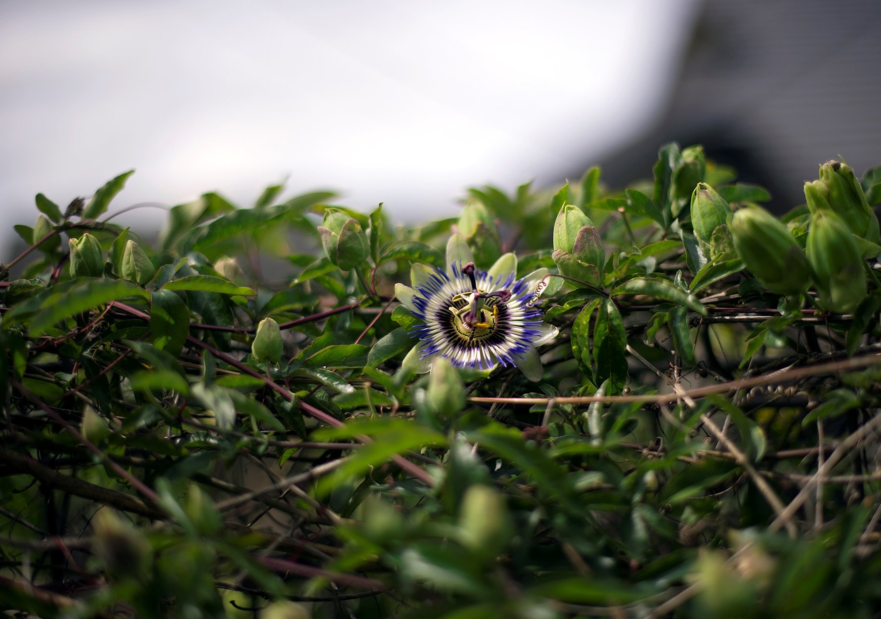 NIKKOR 50mm f/1.4