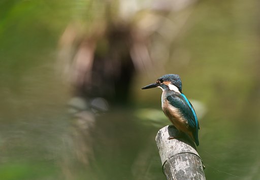 EF500mm F4L IS
