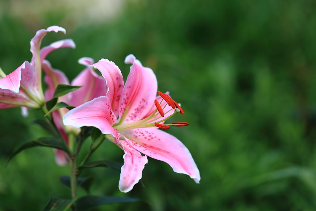 残夏