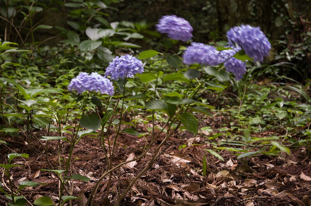 SIGMA 17-70mm F2.8-4 DC MACRO 