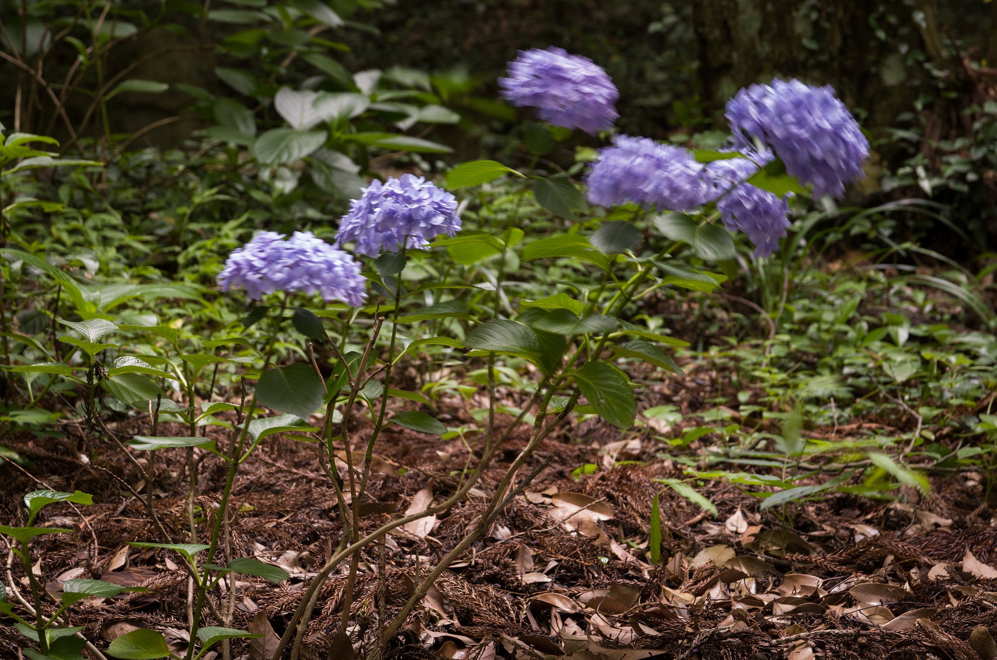 SIGMA 17-70mm F2.8-4 DC MACRO 