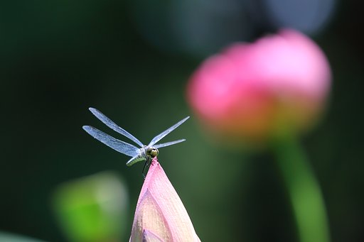 羽根休め
