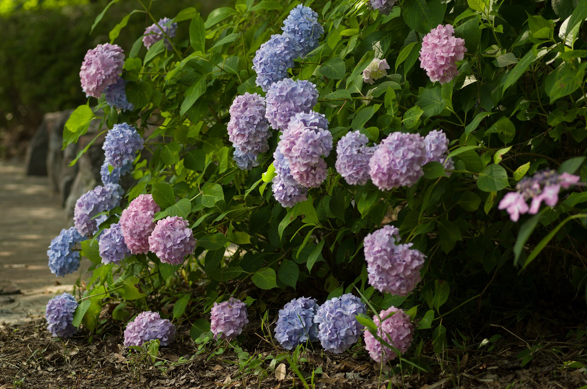SIGMA MACRO 70mm F2.8 