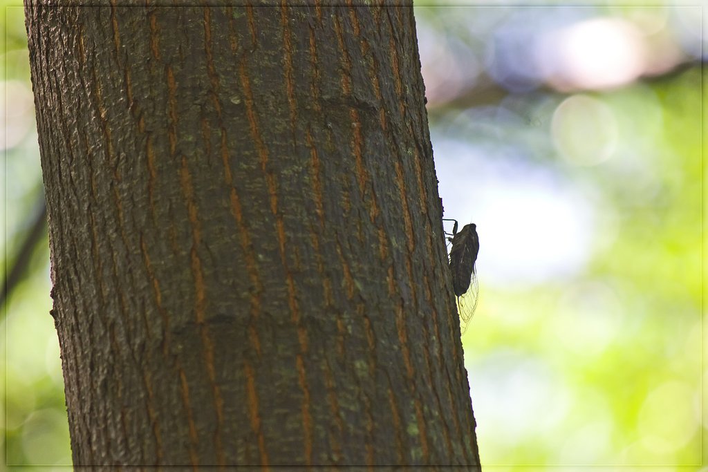 ツクツクボウシの晩夏