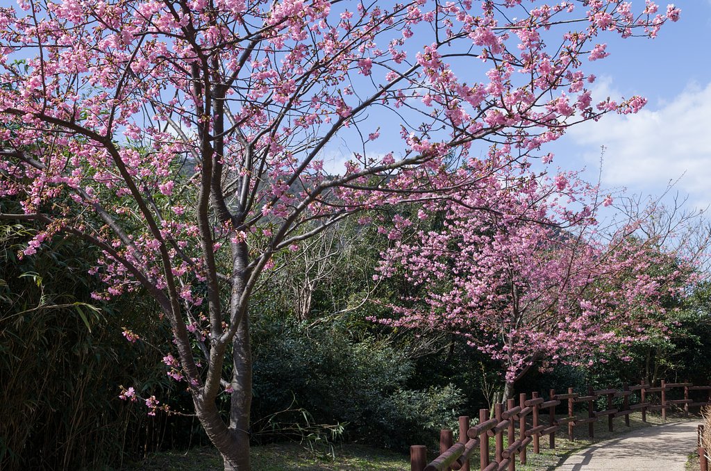島の桜
