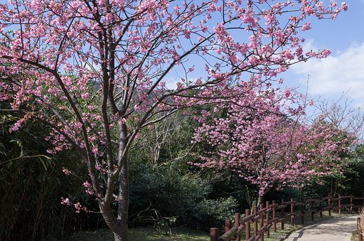 島の桜