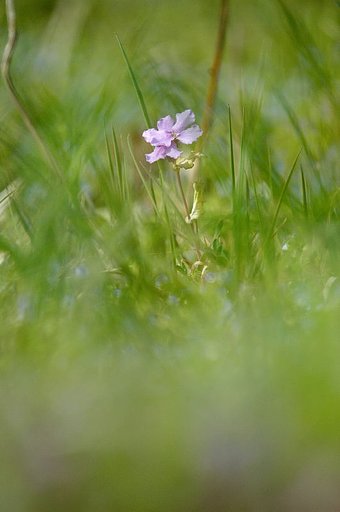 小さなスター