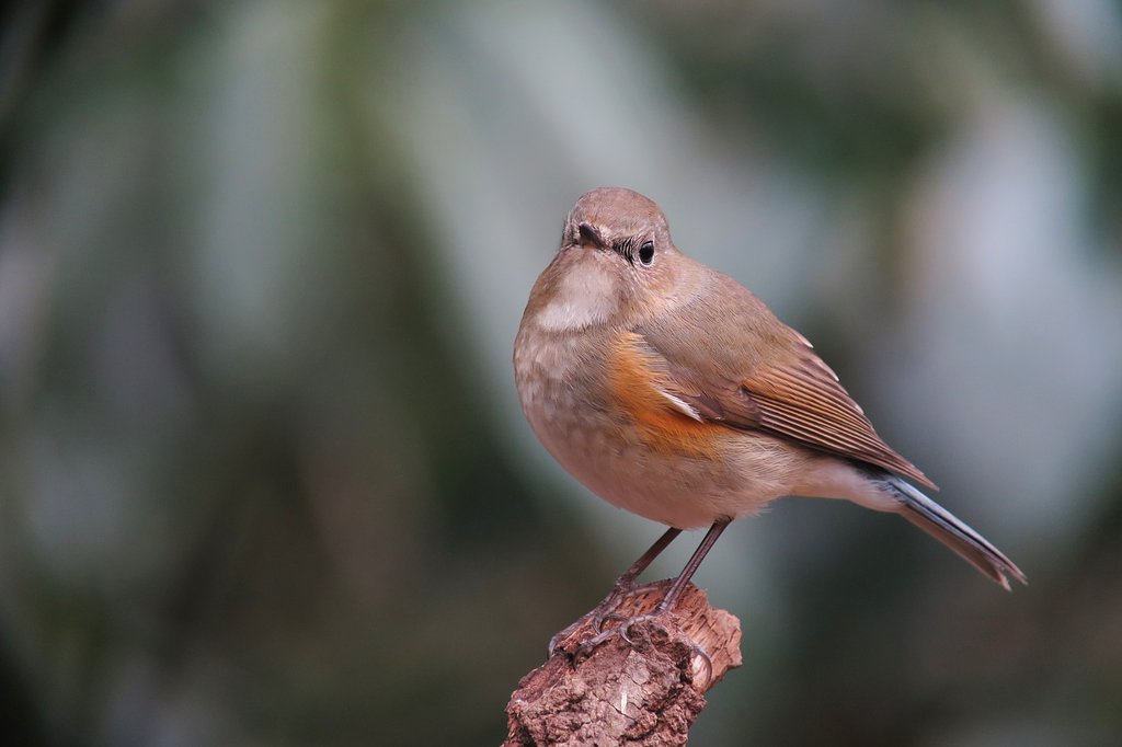 ルリビタキ♀