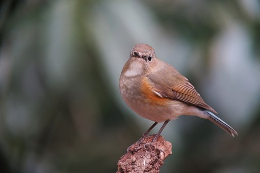 ルリビタキ♀