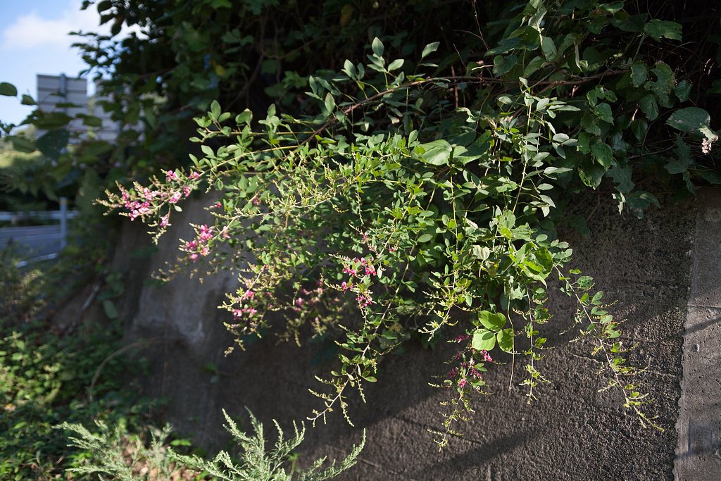 萩の花が!