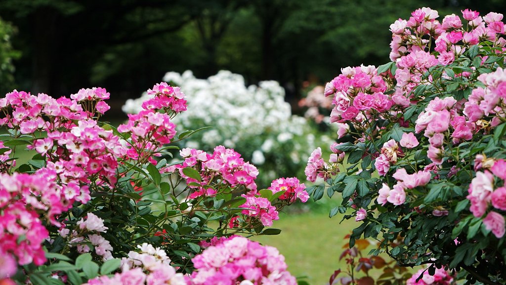 バラ園にて