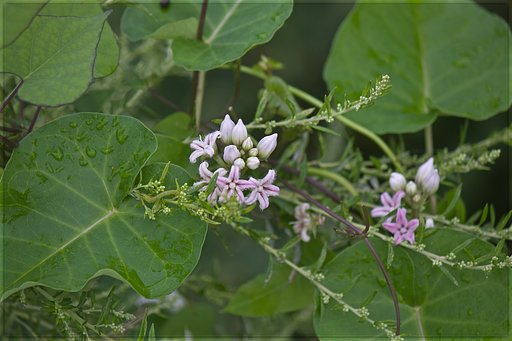野原のガガイモの花、どこか浜辺のヒトデに似て