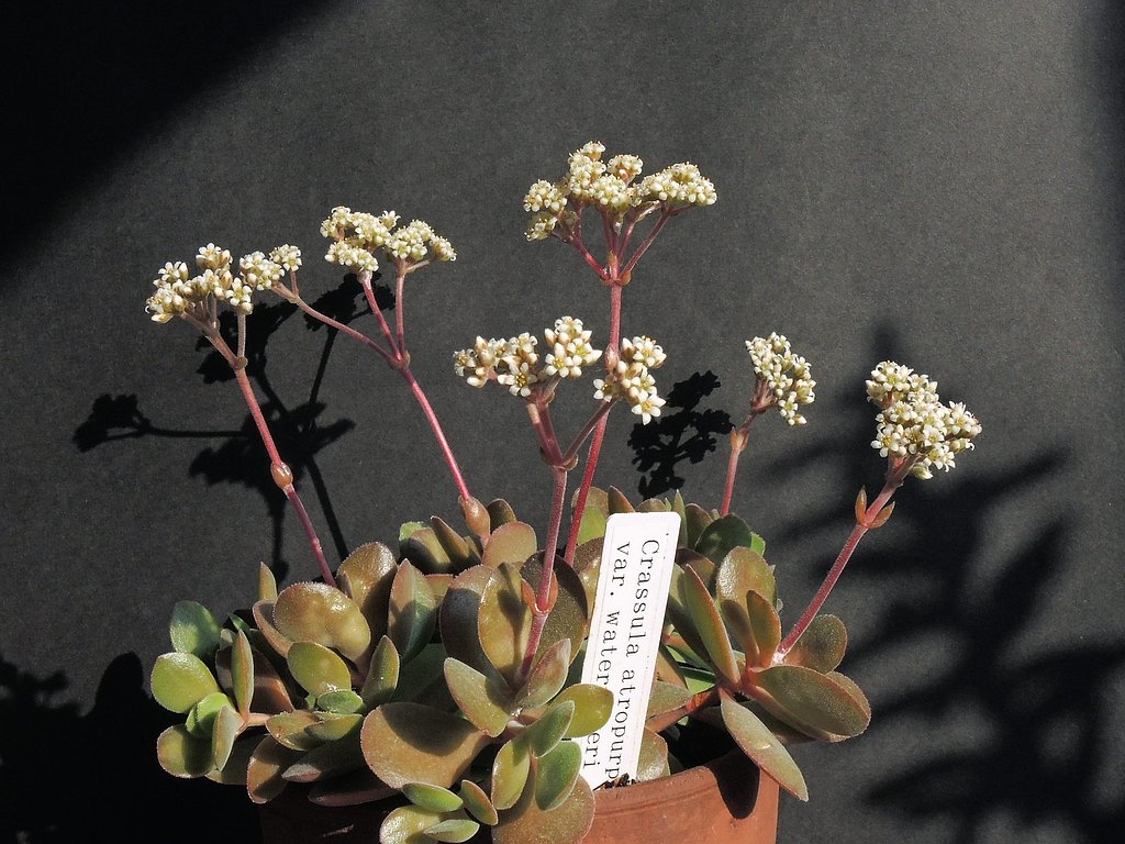 小さな花