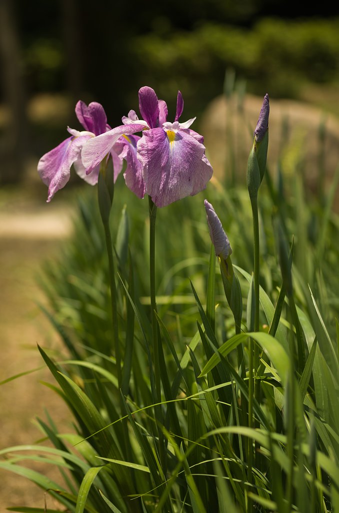 SIGMA MACRO 70mm F2.8 
