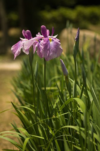 SIGMA MACRO 70mm F2.8 