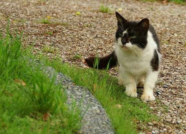 五月の雨間のねこさん　２