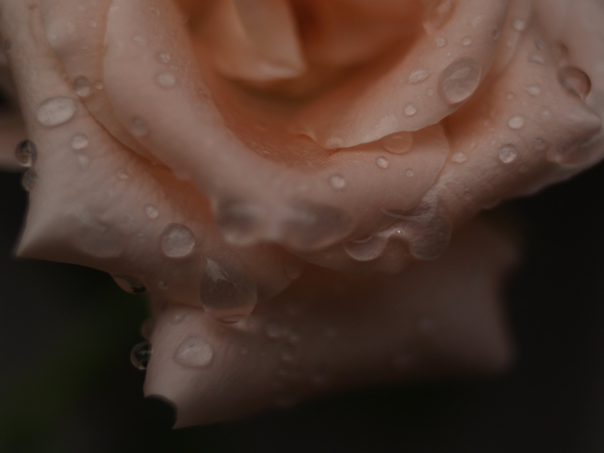 庭の花